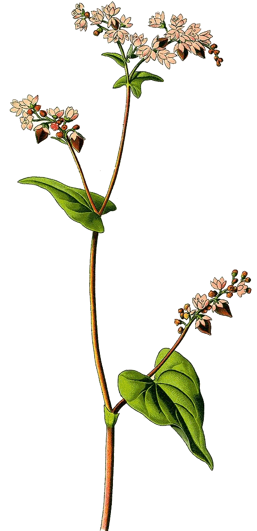 Zeichnung der Buchweizenpflanze