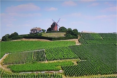 Windmühle bei Verzenay in der Champagne mit Weinfeldern