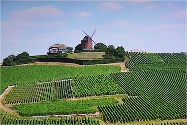 Windmhle bei Verzenay in der Champagne mit Weinfeldern